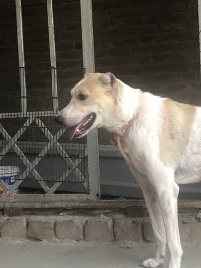 Afghani kuchi male dog security full top