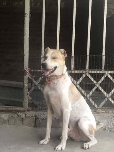 Afghani kuchi male dog security full top