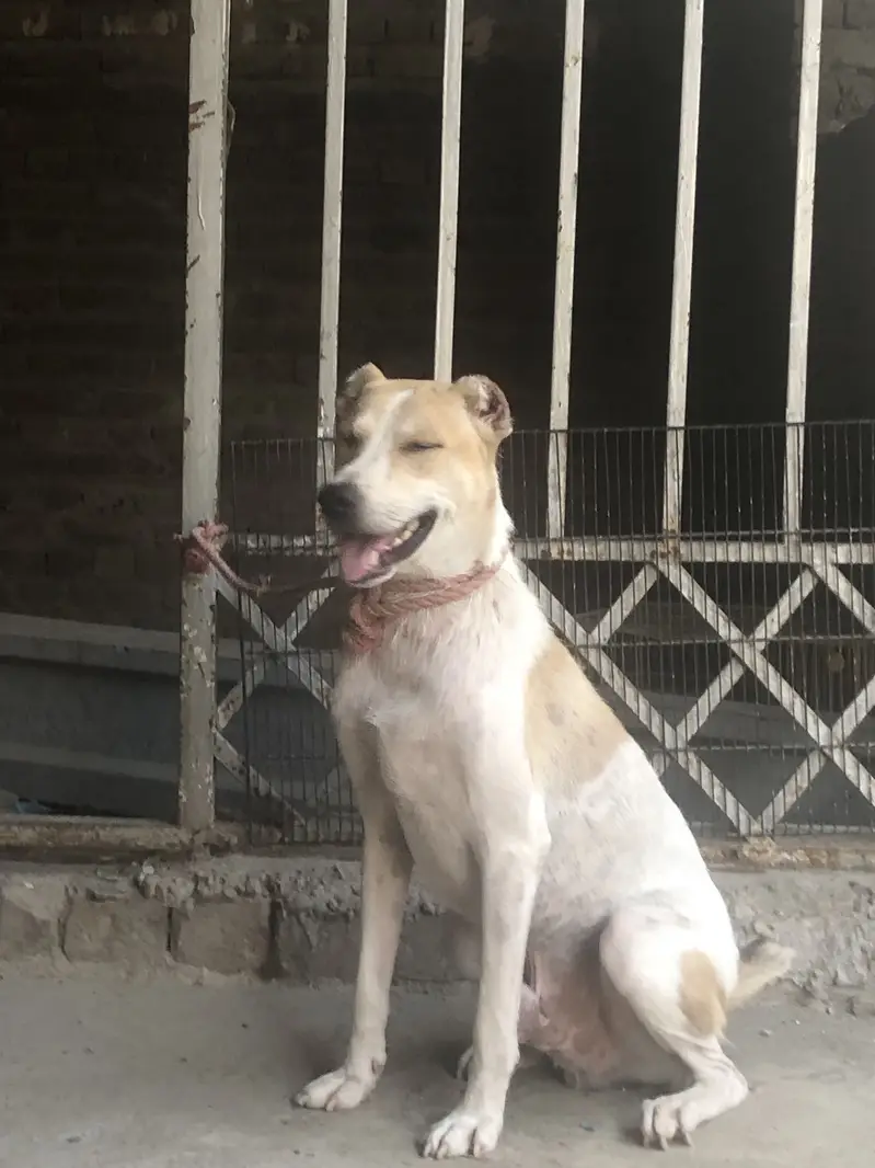 Afghani kuchi male dog security full top — photo 2