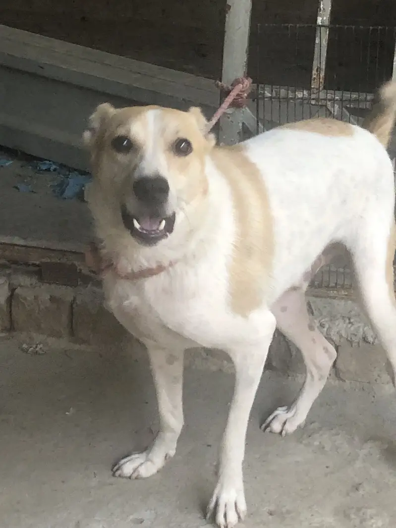 Afghani kuchi male dog security full top — photo 3