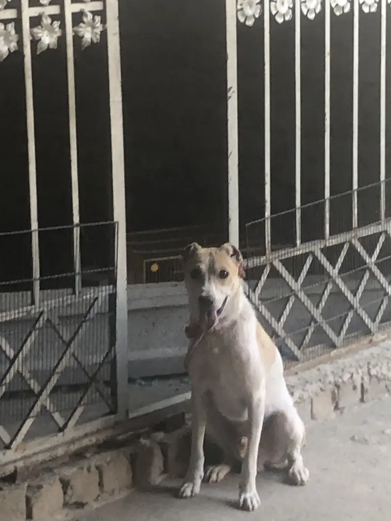 Afghani kuchi male dog security full top — photo 4