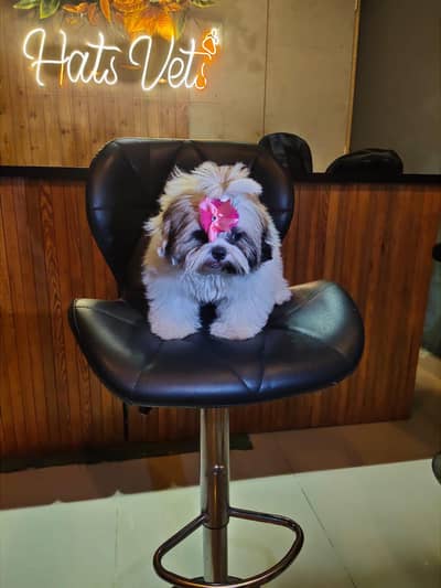 shihtzu puppies