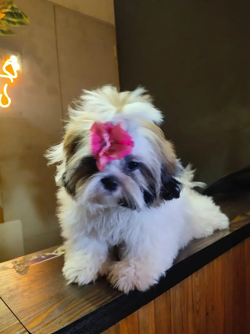 shihtzu puppies — photo 2