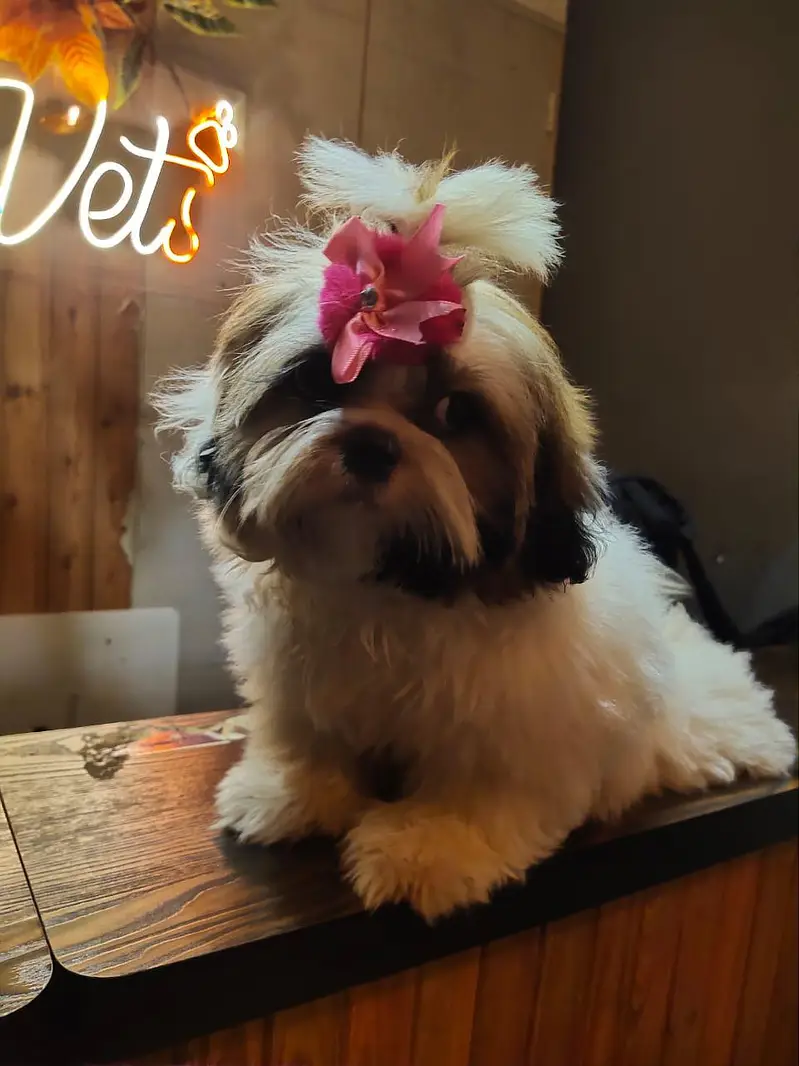 shihtzu puppies — photo 3
