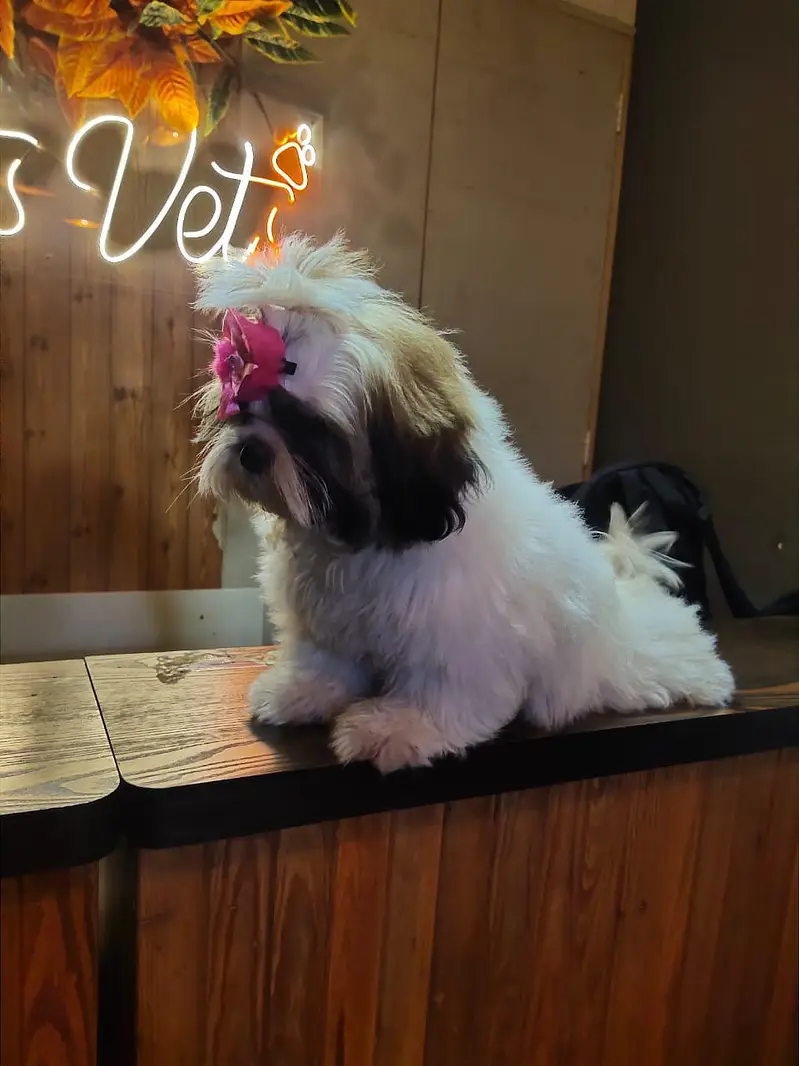 shihtzu puppies — photo 4