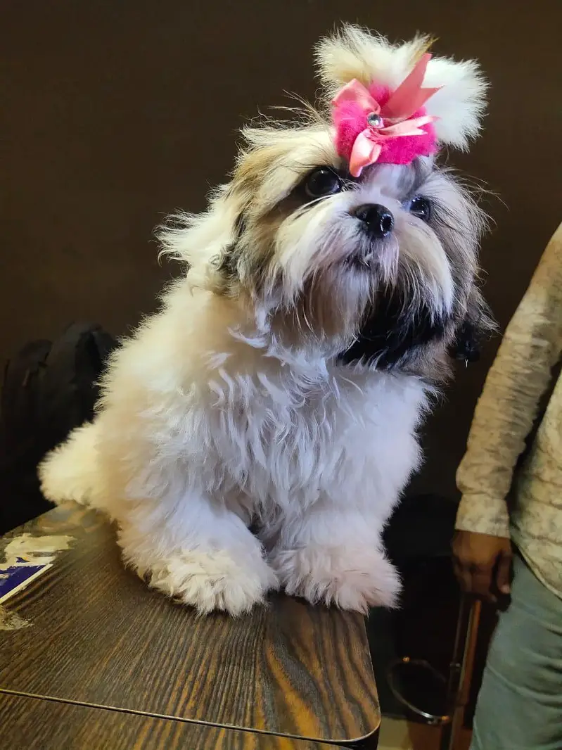 shihtzu puppies — photo 5