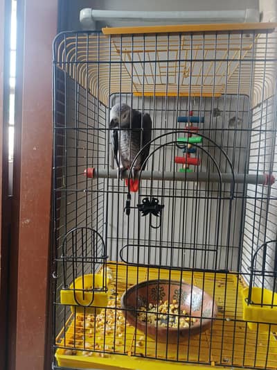 african grey breeder