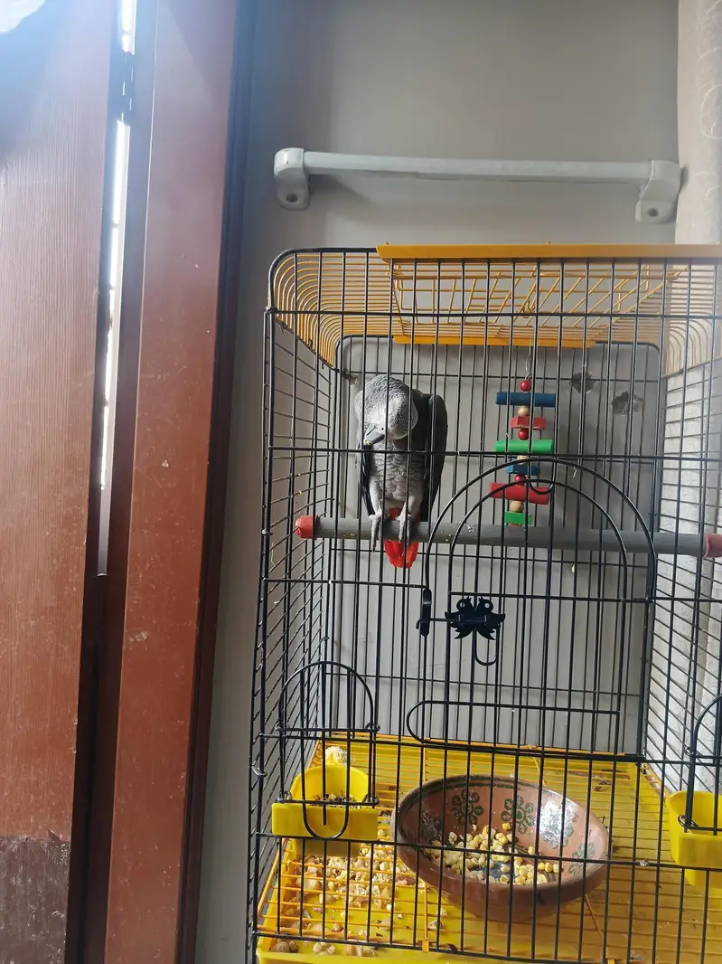 african grey breeder — photo 2