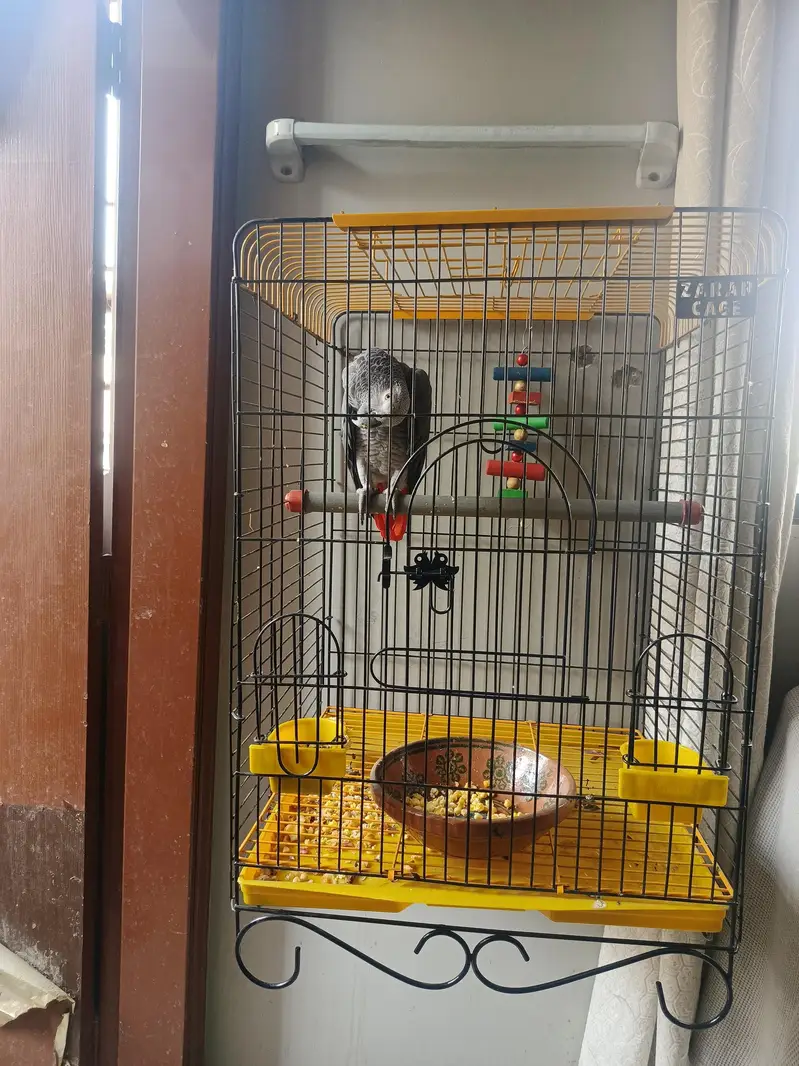 african grey breeder — photo 3