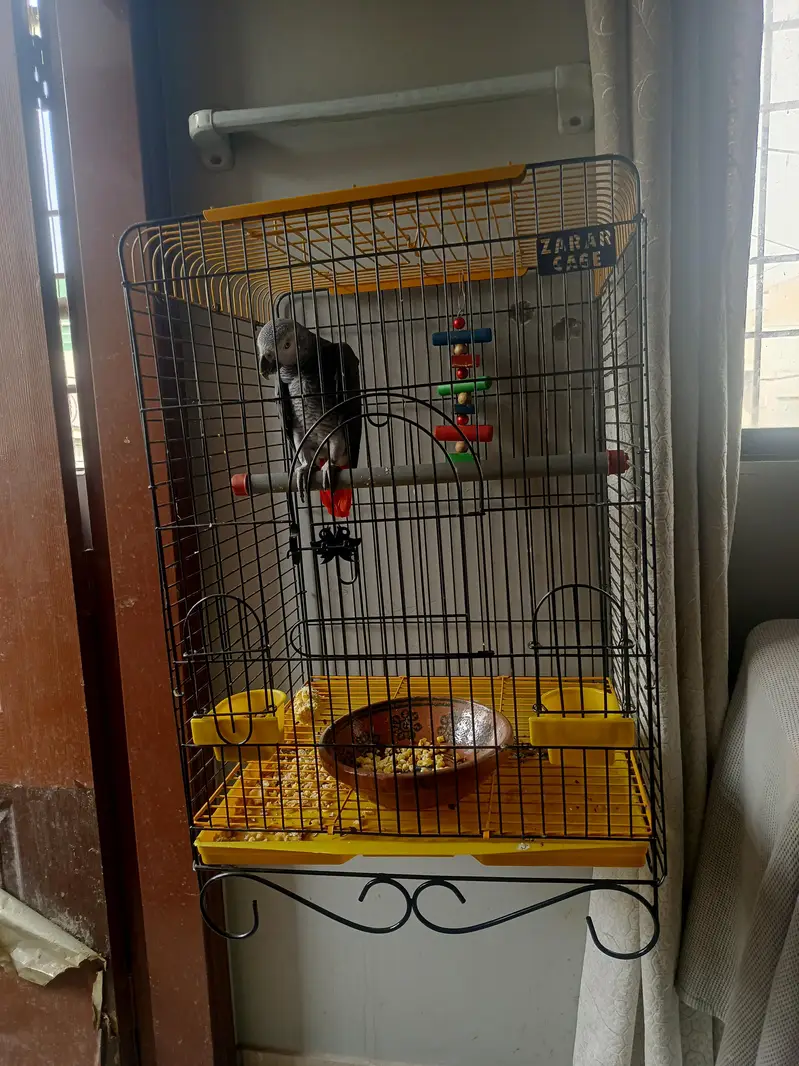 african grey breeder — photo 4