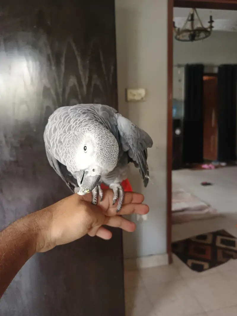 african grey breeder — photo 5