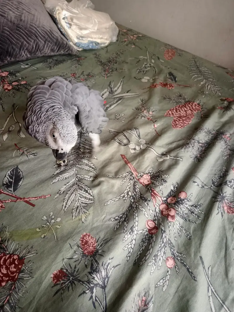 african grey breeder — photo 6