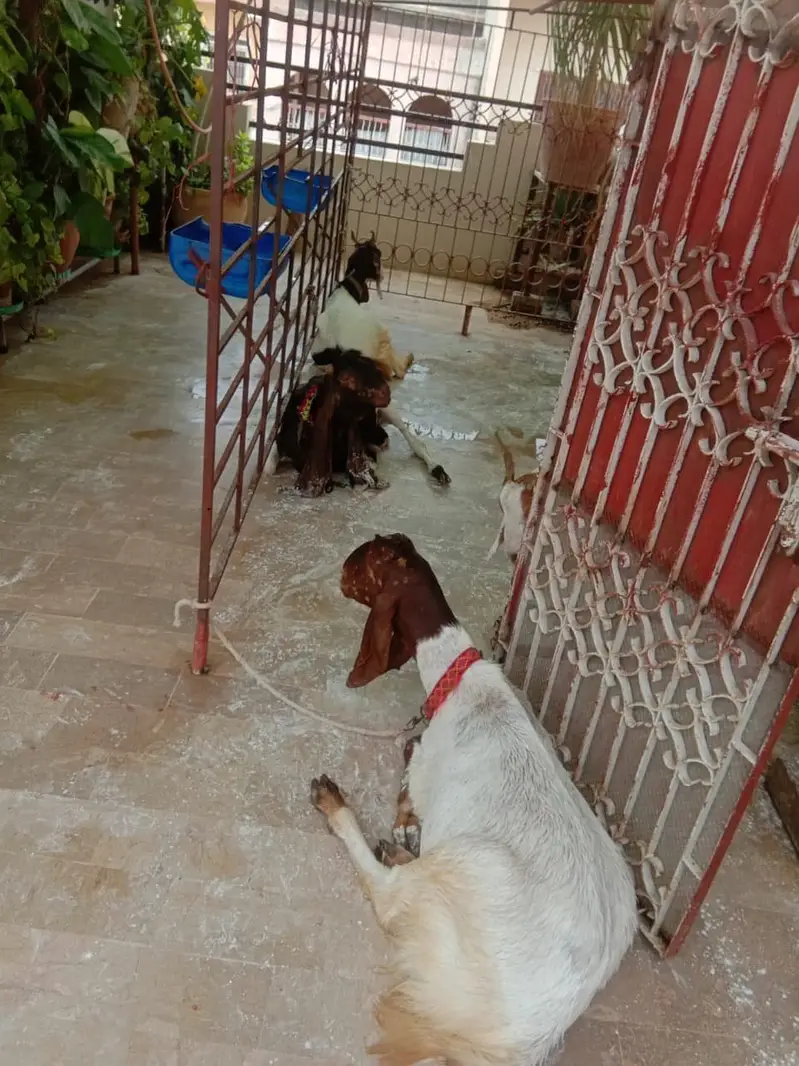 CAGE FOR GOATS — photo 3