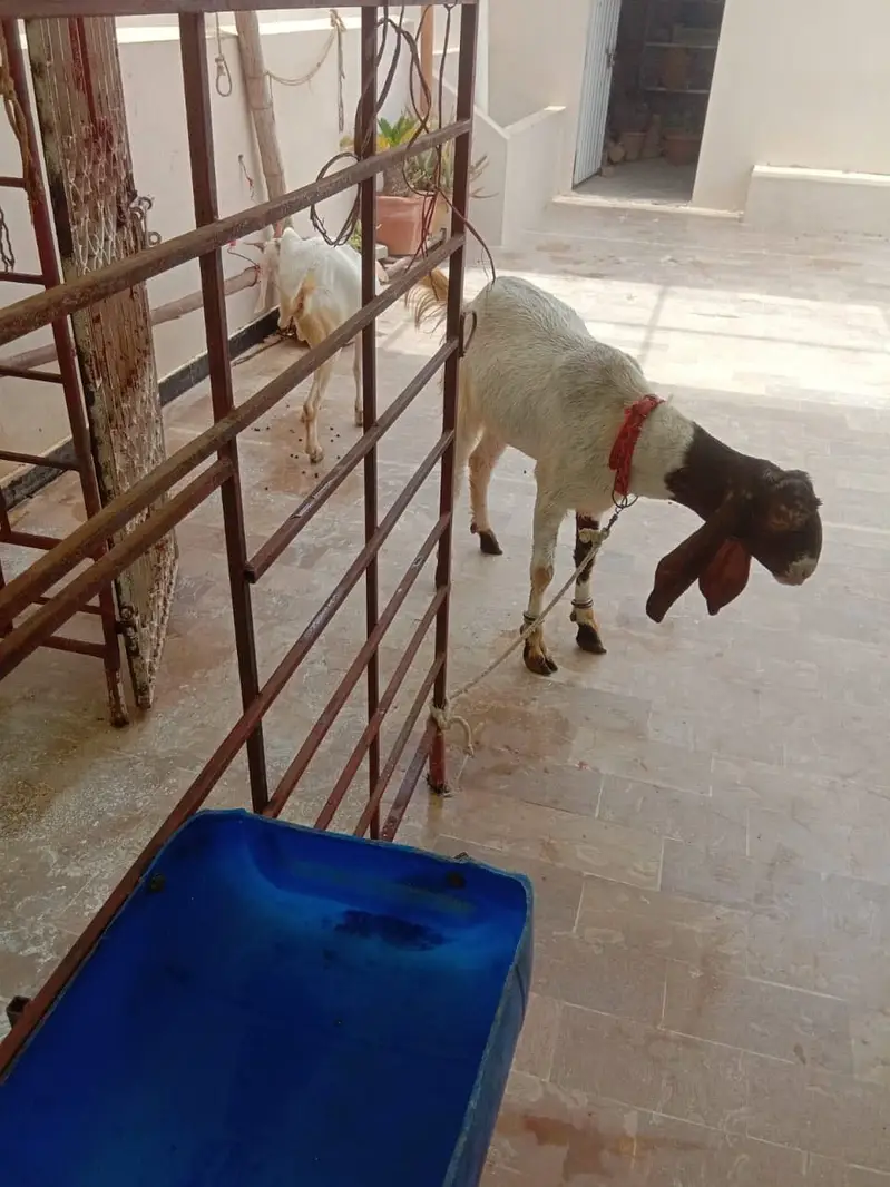 CAGE FOR GOATS — photo 4