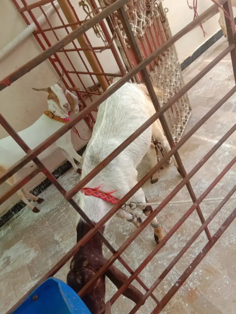 CAGE FOR GOATS — photo 5