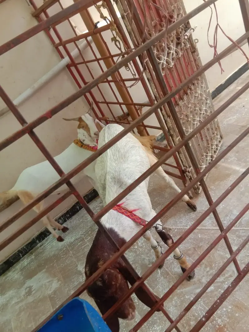 CAGE FOR GOATS — photo 6
