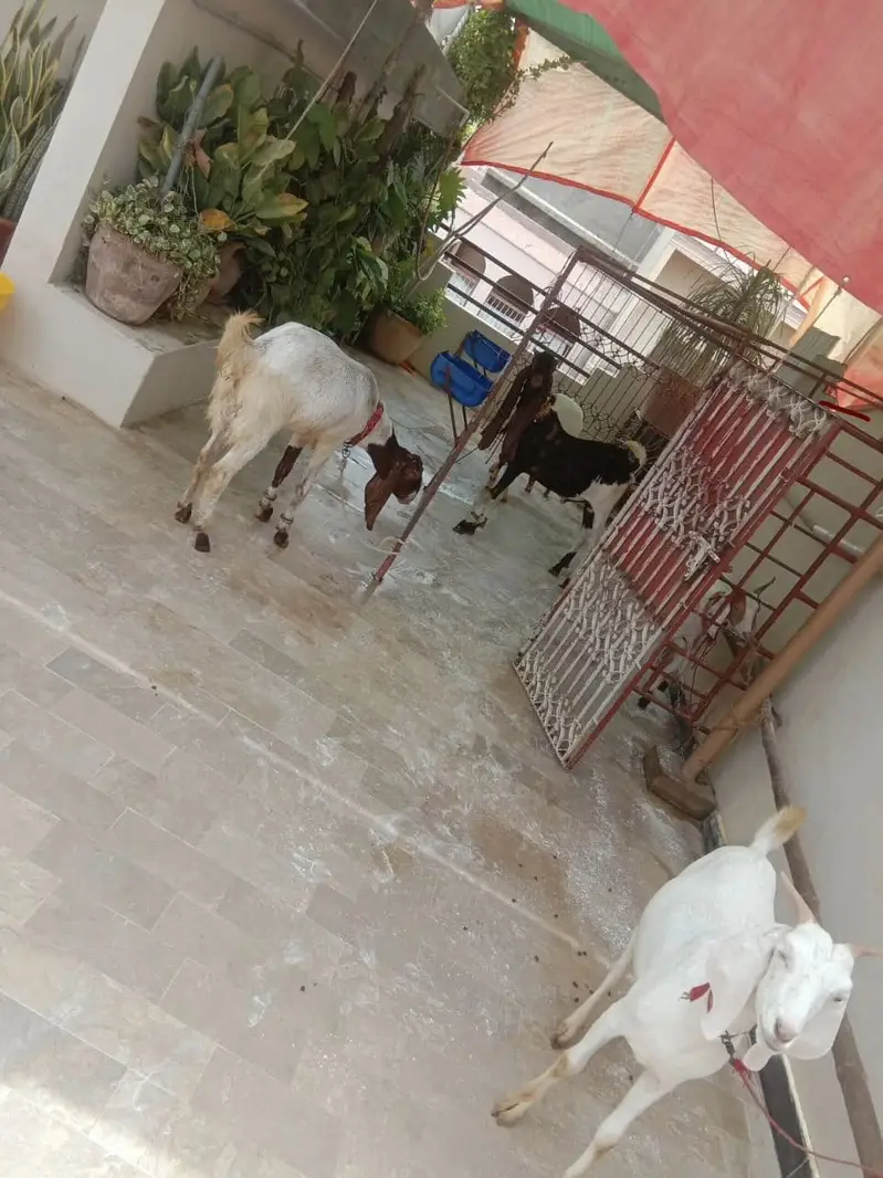 CAGE FOR GOATS — photo 7