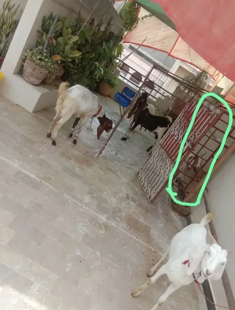 CAGE FOR GOATS — photo 8