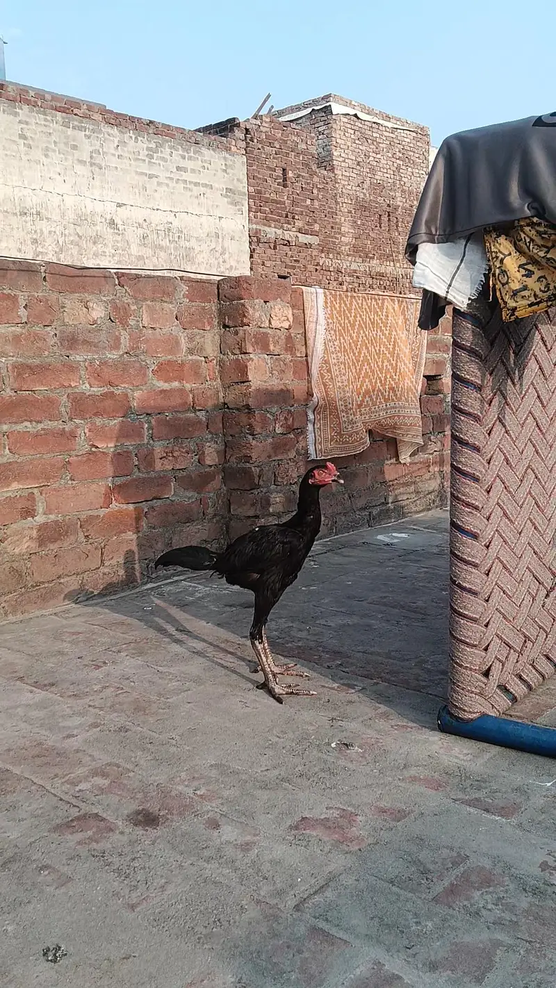 PANUS PAKOYA FOR SALE. . BEST QUALITY  — photo 4