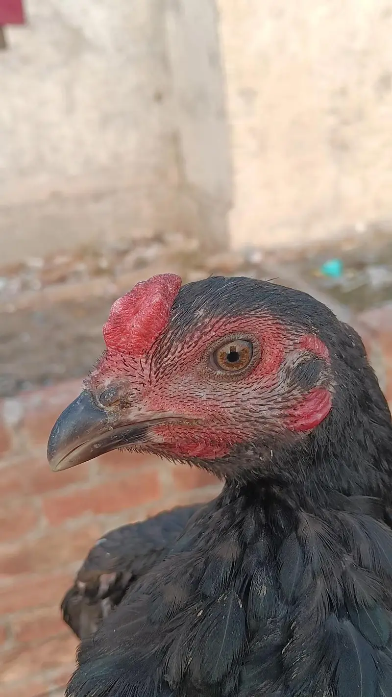 PANUS PAKOYA FOR SALE. . BEST QUALITY  — photo 5