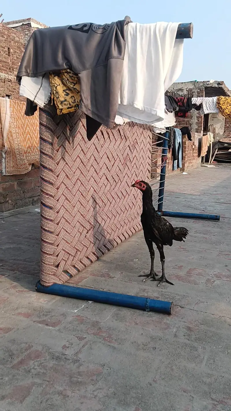 PANUS PAKOYA FOR SALE. . BEST QUALITY  — photo 6