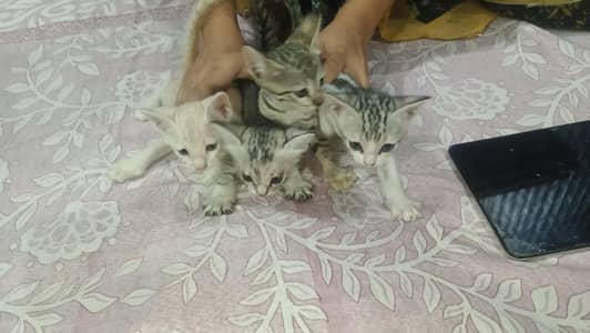 baby cat for sale