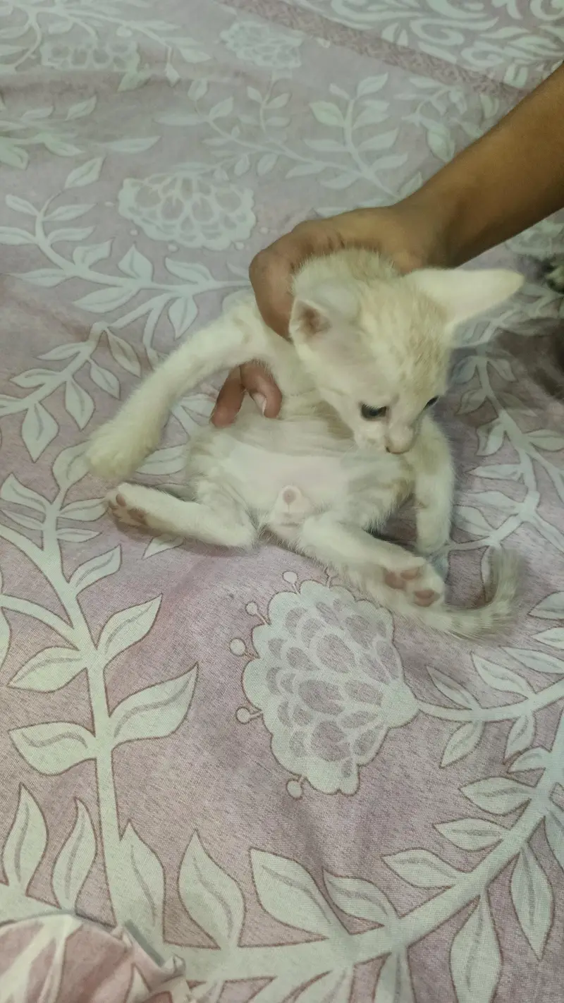 baby cat for sale — photo 2