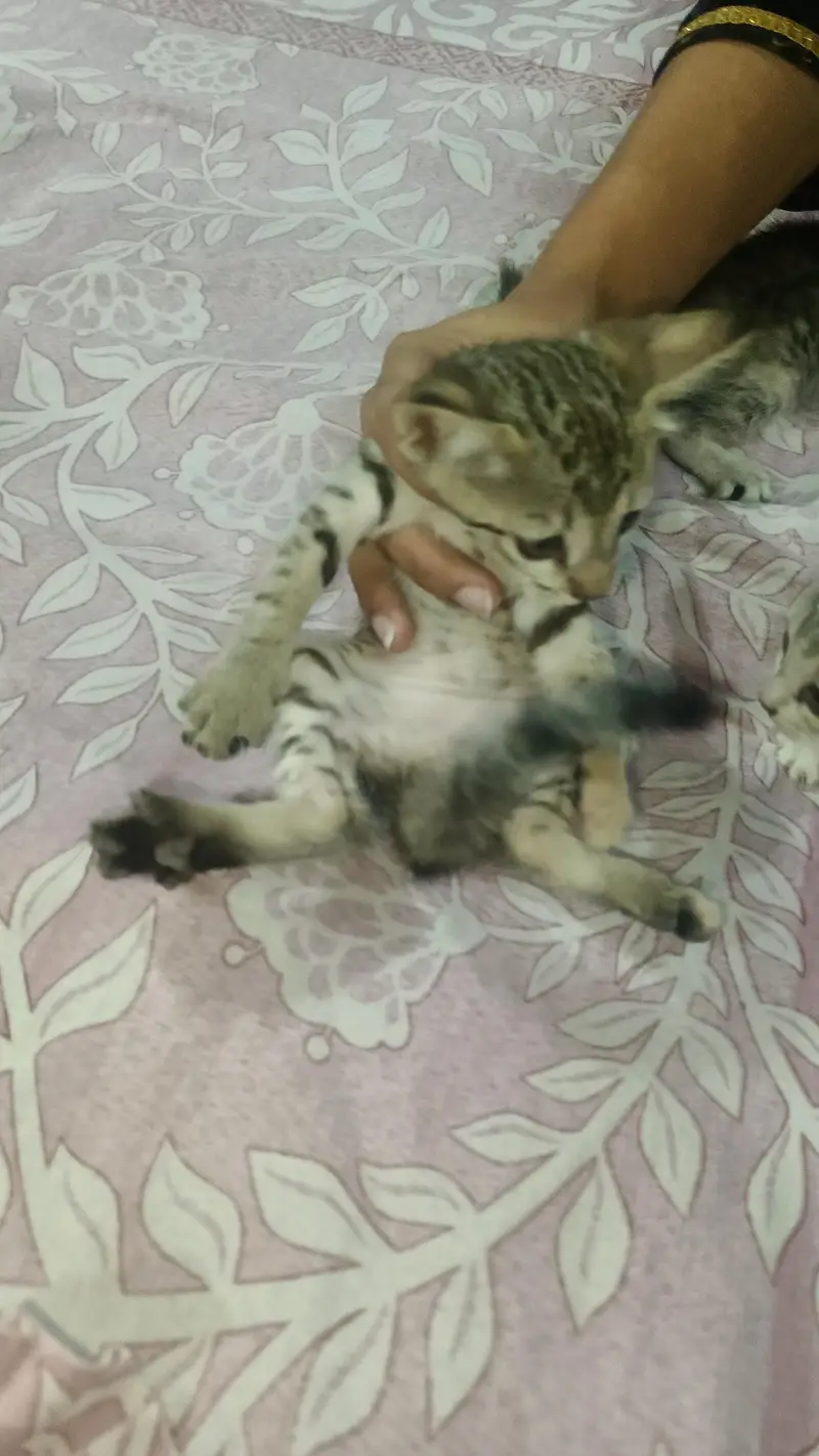 baby cat for sale — photo 3