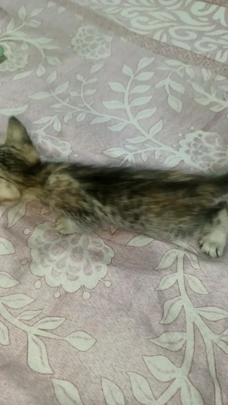 baby cat for sale — photo 4