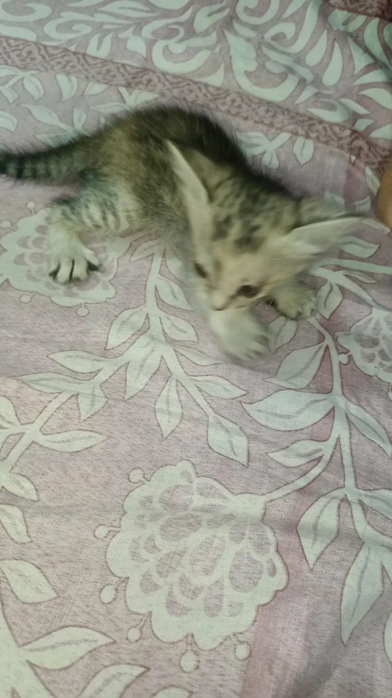 baby cat for sale — photo 5