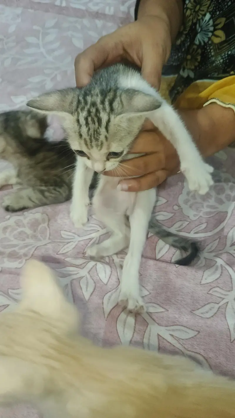 baby cat for sale — photo 6