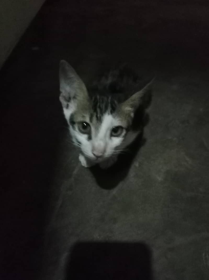 kitty 0
