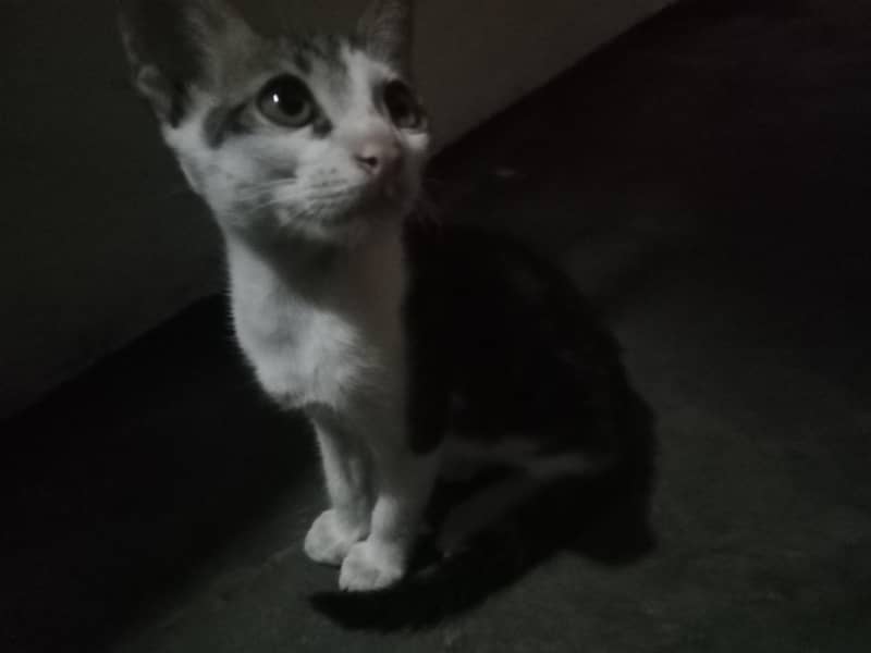 kitty 1