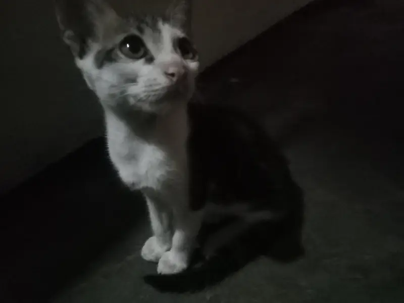 kitty — photo 2