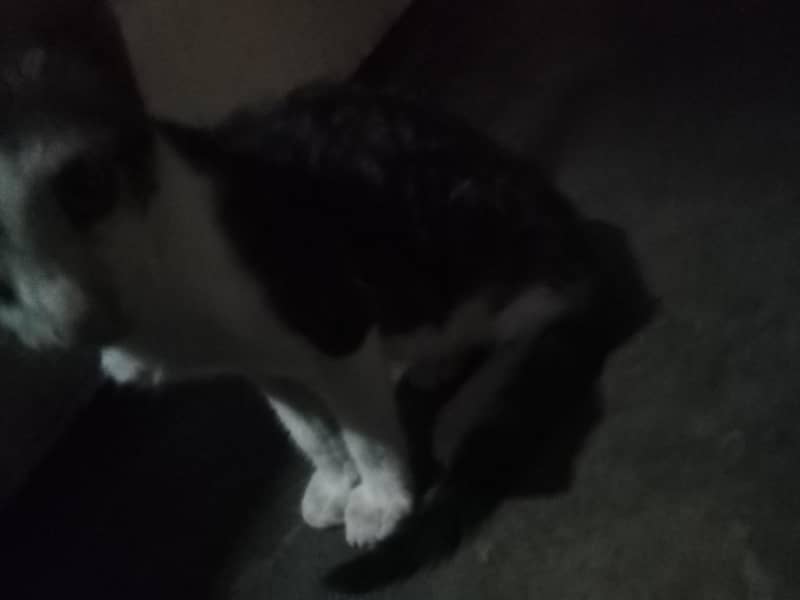 kitty 2