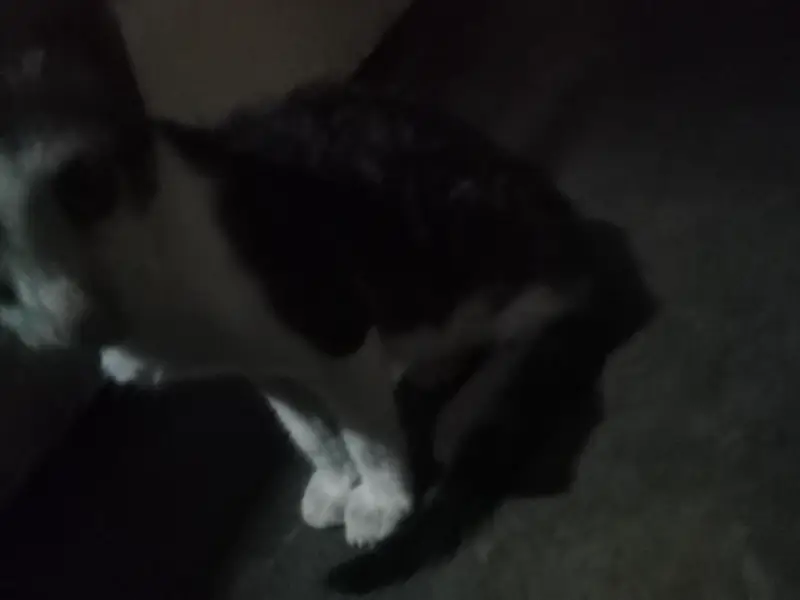 kitty — photo 3