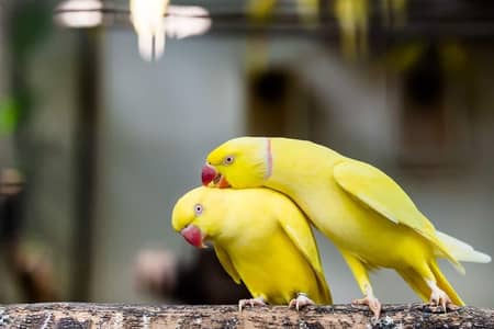 yellow ring nick chicks available for sale
