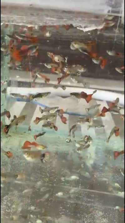 Fancy guppy breeds