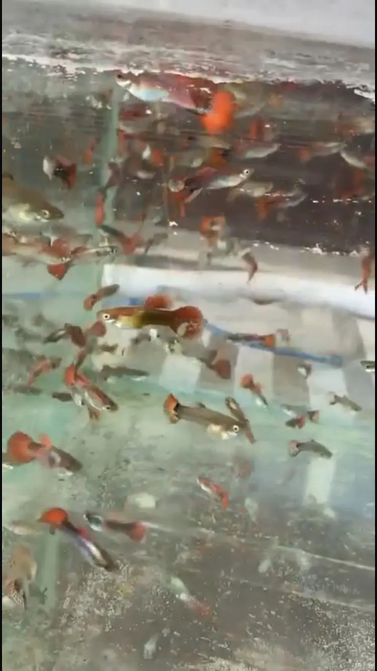 Fancy guppy breeds — photo 2