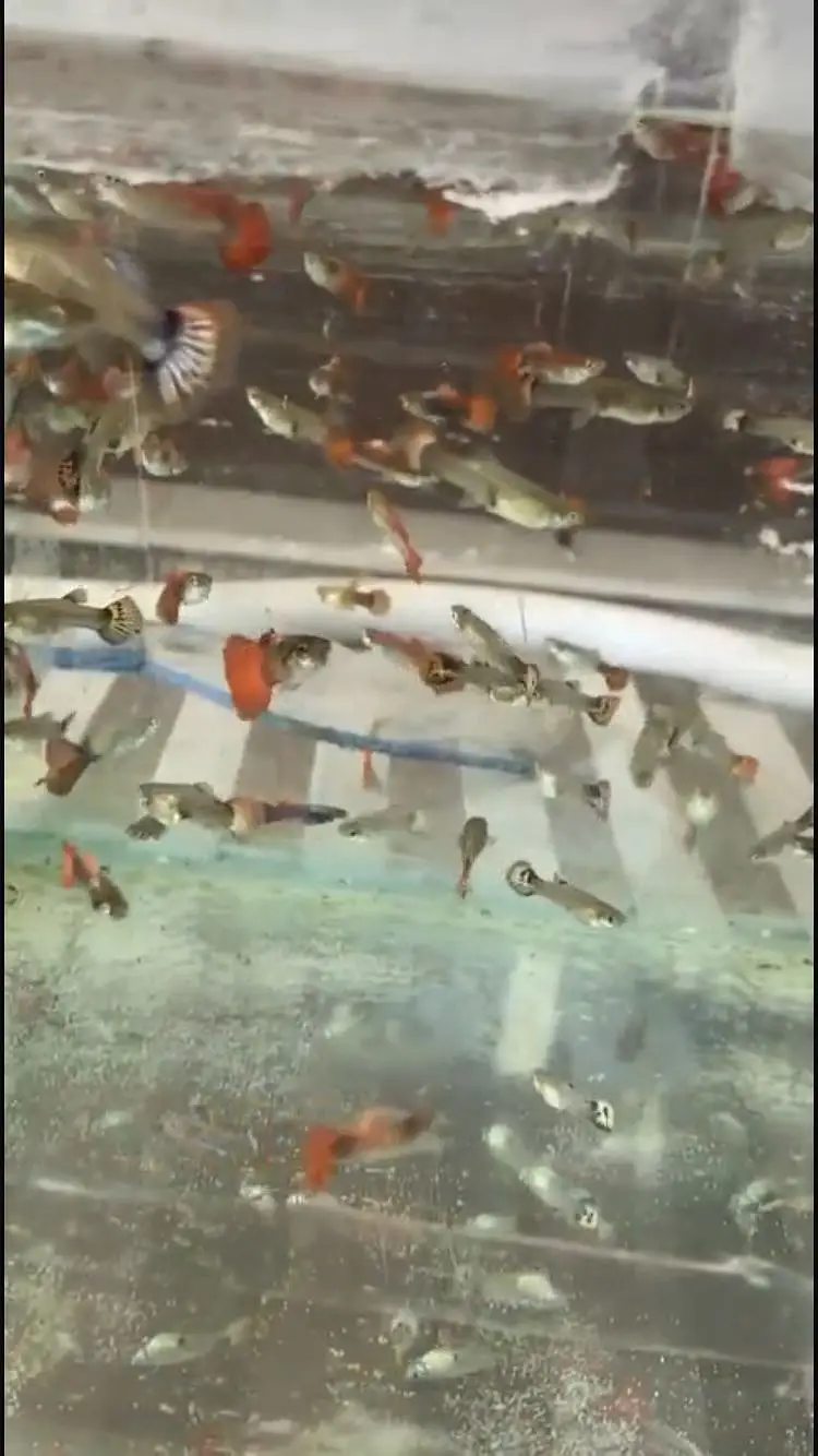 Fancy guppy breeds — photo 3