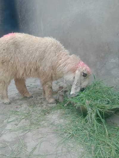 CHOTI chakei ala