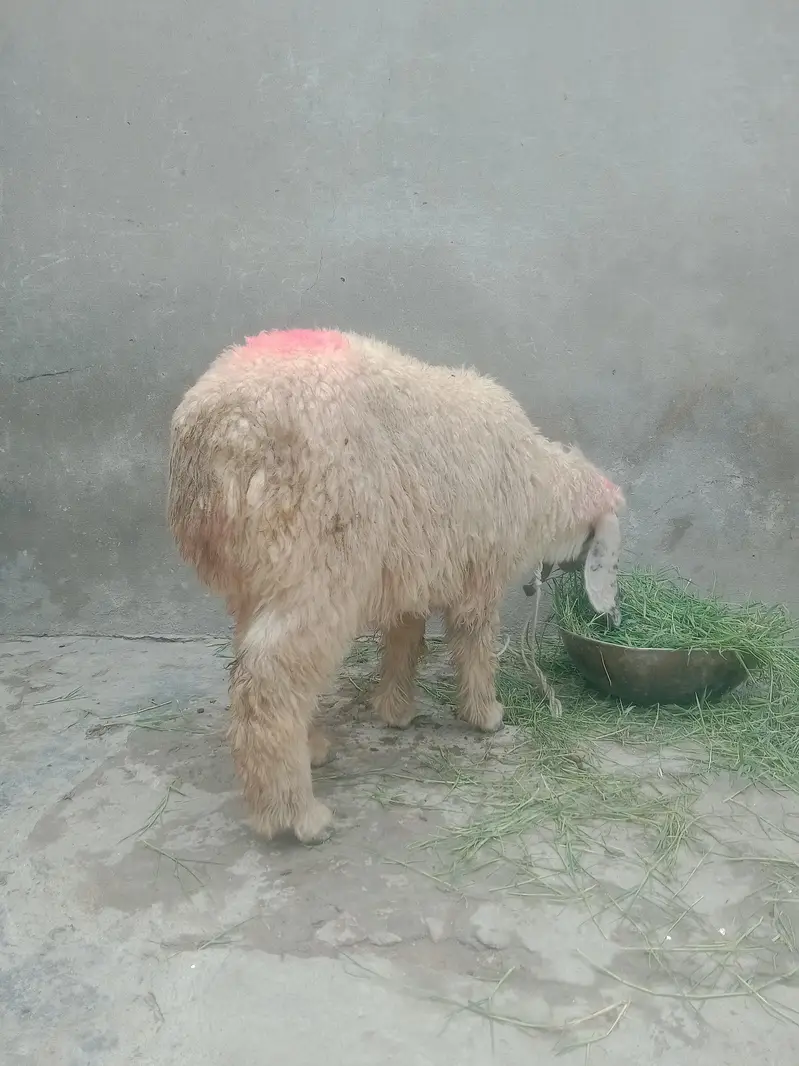 CHOTI chakei ala — photo 3