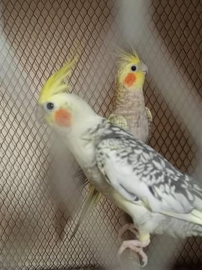 cocktail pair