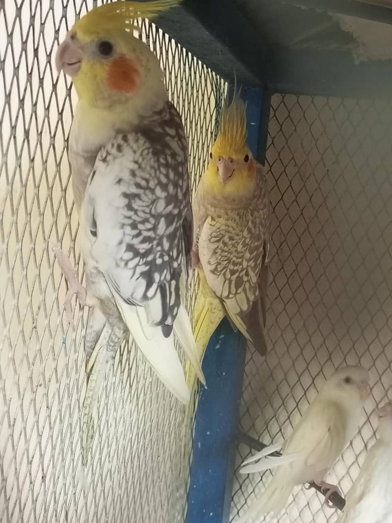 cocktail pair 4