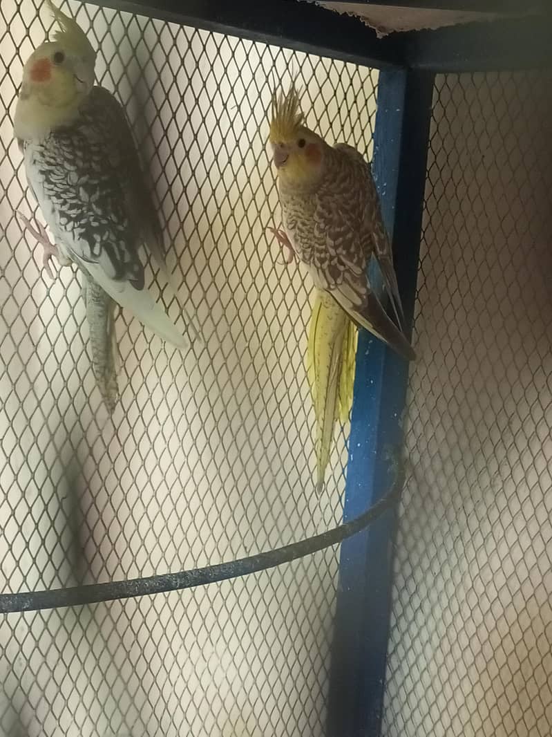 cocktail pair 5