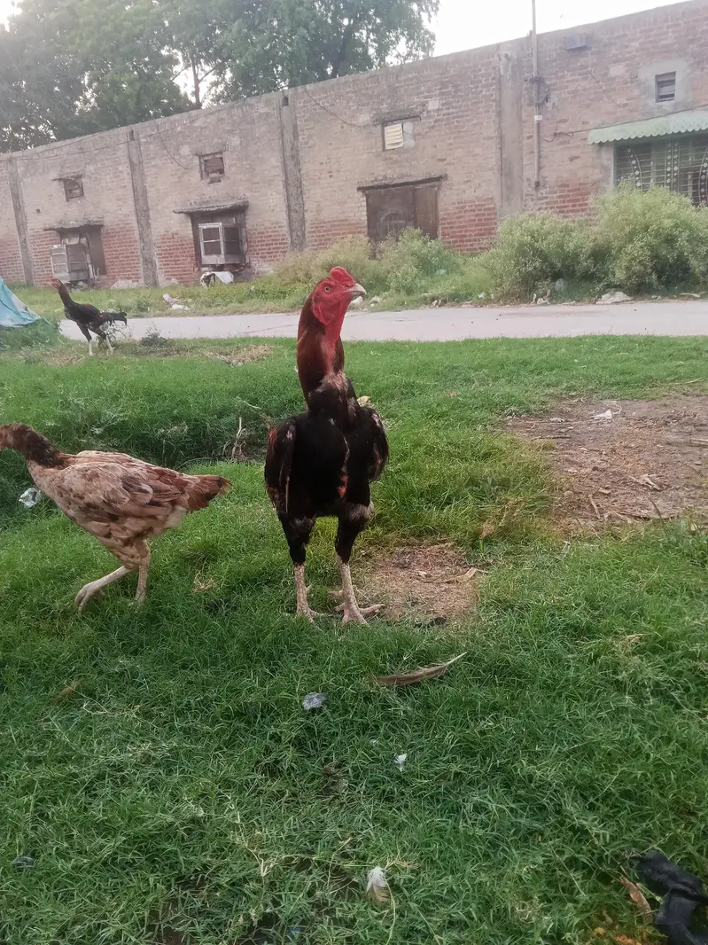 tayare ma ha new   full caras karta ha — photo 2