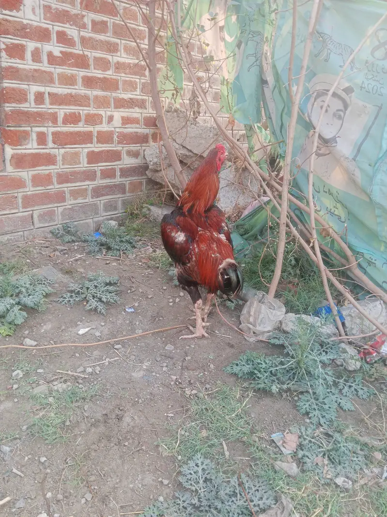 tayare ma ha new   full caras karta ha — photo 4