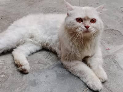 Persian cat for sale