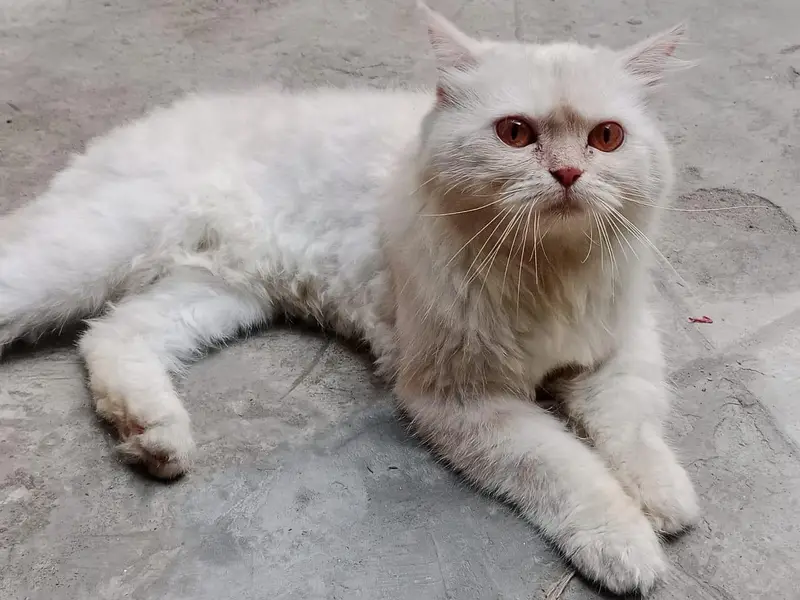 Persian cat for sale