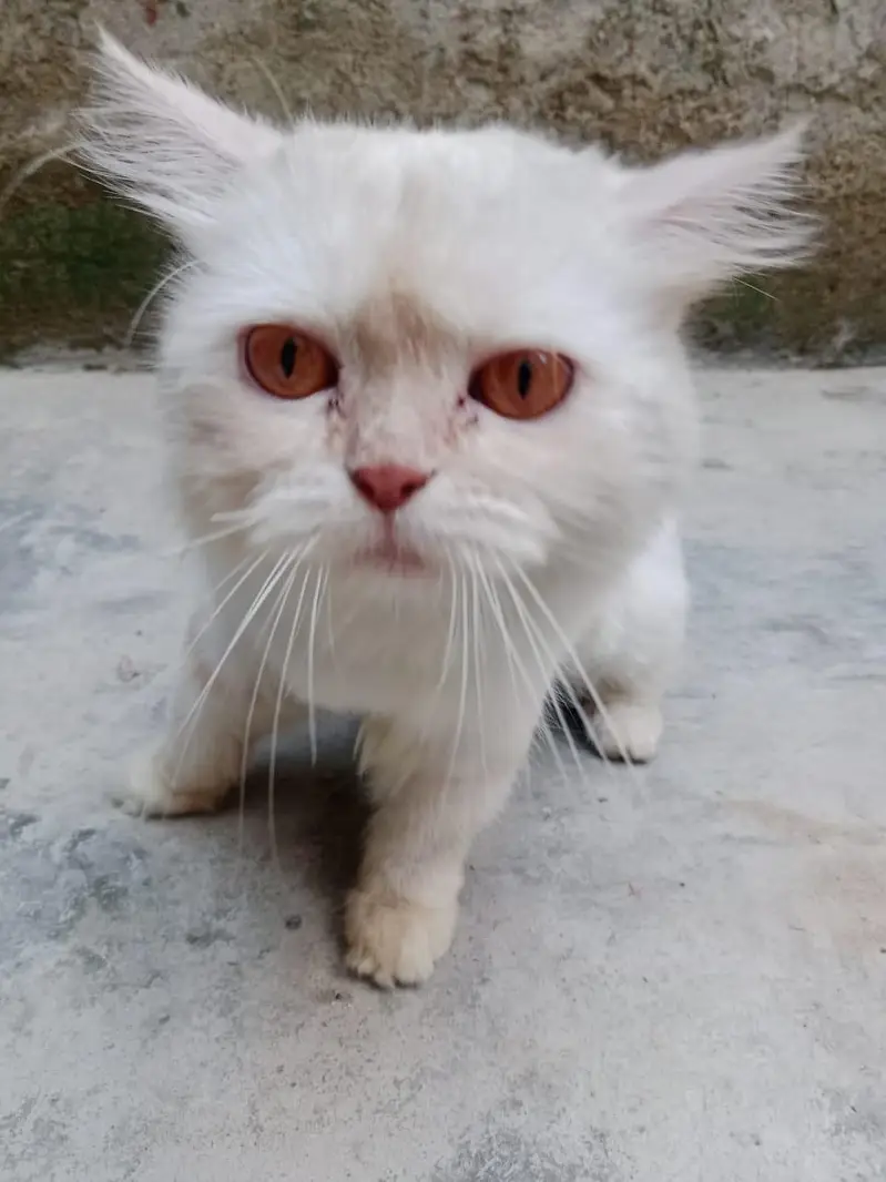 Persian cat for sale — photo 2